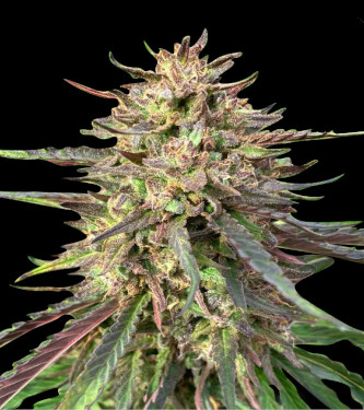 Auto CBD Guerilla Glue > Bulk Seed Bank | CBD Hanfsamen  |  Hybrid