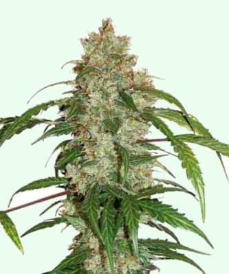 CBD Auto White Widow > Dutch Passion | Semillas autoflorecientes  |  Índica