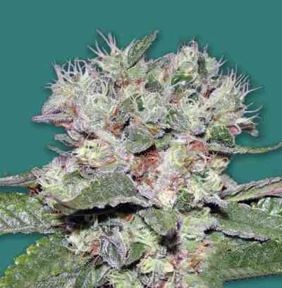 CBD Bomb > Bomb Seeds