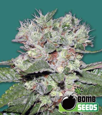 CBD Bomb > Bomb Seeds | Feminized Marijuana   |  hybrid