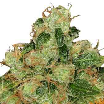 CBD Caramel Seed > Barneys Farm | Regular Marijuana   |  Indica
