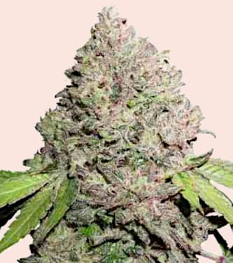 CBD Charlottes Angel  > Dutch Passion | Feminized Marijuana   |  Sativa