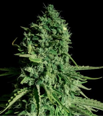 CBD Cheese > Bulk Seed Bank | CBD cannabis seeds  |  Hybrid