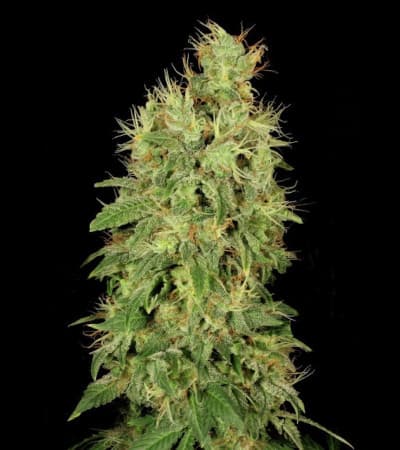 CBD Chronic > Serious Seeds | Feminized Marijuana   |  hybrid