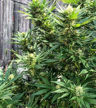 CBD Crack > Fast Buds Company | CBD cannabis seeds  |  Hybrid