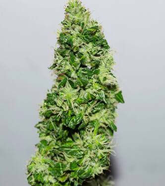 CBD Crack > Fast Buds Company | CBD cannabis seeds  |  Hybrid