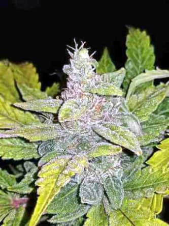 CBD Crack > Fast Buds Company | CBD cannabis seeds  |  Hybrid