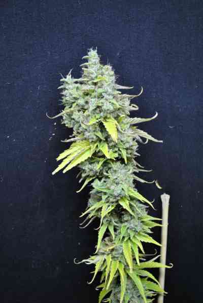 CBD Skunk Haze > CBD Crew | Feminisierte Hanfsamen  |  Hybrid