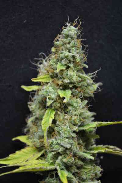 CBD Skunk Haze > CBD Crew | Feminized Marijuana   |  hybrid