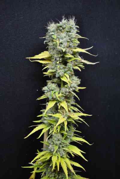 CBD Skunk Haze > CBD Crew | Feminisierte Hanfsamen  |  Hybrid