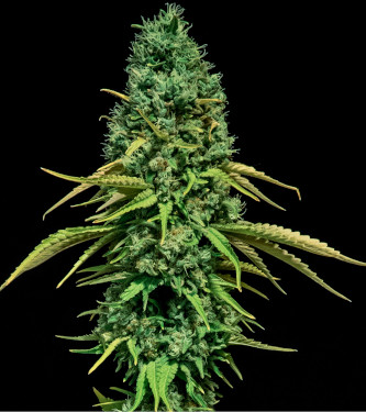 CBD Critical > Bulk Seed Bank | CBD Hanfsamen  |  Hybrid