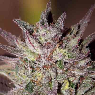 CBD Critical Cure > Barney\'s Farm | Feminized Marijuana   |  Indica