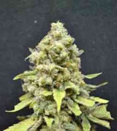 CBD Critical Mass > Linda Seeds | Feminized Marijuana   |  Indica