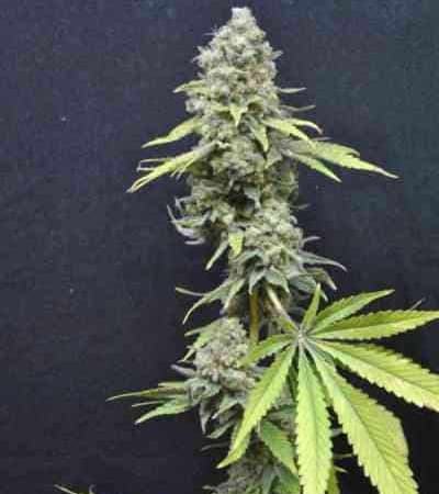 CBD Critical Mass > Linda Seeds | Feminized Marijuana   |  Indica