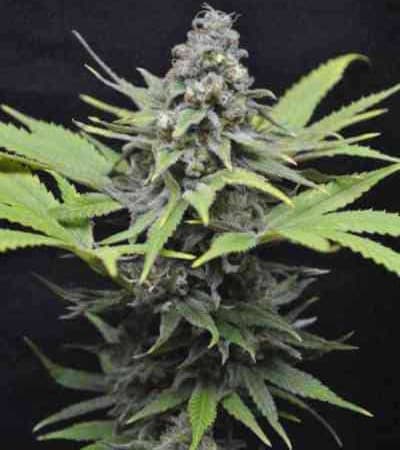CBD Critical Mass > Linda Seeds | Cannabis seeds recommendations  |  Affordable Cannabis