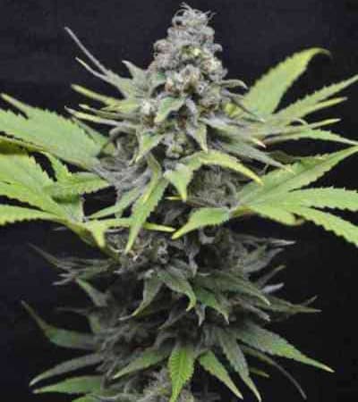 CBD Critical Mass > Linda Seeds | Semillas feminizadas  |  Índica