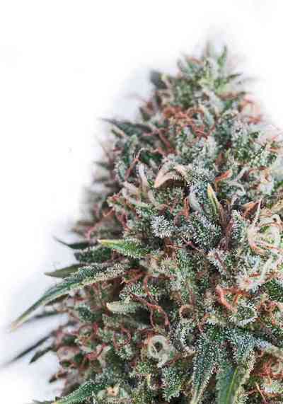 CBD + Critical #47 > Positronics | Feminisierte Hanfsamen  |  Indica