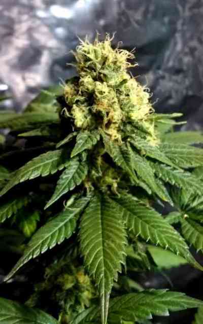 CBD Divine > CBD Crew | Reguläre Hanfsamen  |  Indica