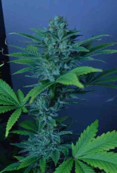 CBD Divine > CBD Crew | Graines Normal  |  Indica