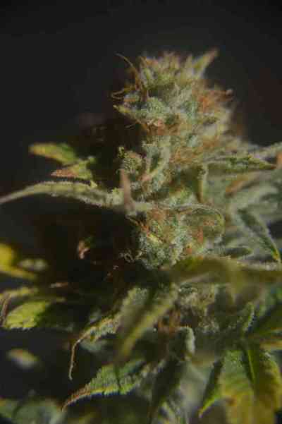 CBD Divine > CBD Crew | Graines Normal  |  Indica