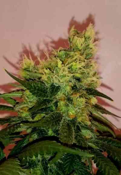 CBD Divine > CBD Crew | Regular Marijuana   |  Indica