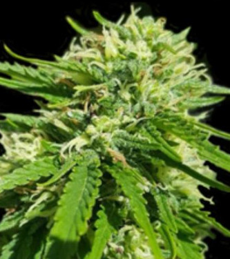 CBD Good Wild Shark > Bulk Seed Bank | Semillas feminizadas  |  Índica