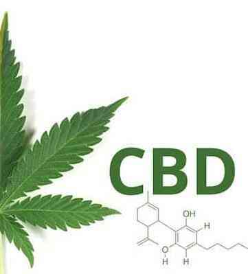 Semillas con CBD Semillas con CBD
