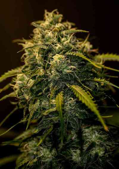 CBD+ Jack Diesel > Positronics | Feminized Marijuana   |  hybrid