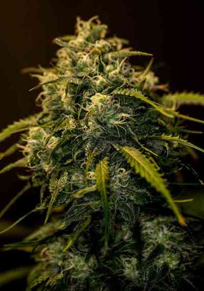 CBD+ Jack Diesel > Positronics | Feminisierte Hanfsamen  |  Hybrid