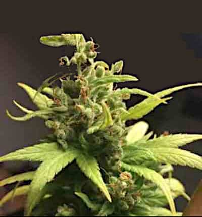 CBD Jack Herer > Linda Seeds | Graines Féminisées  |  Hybride