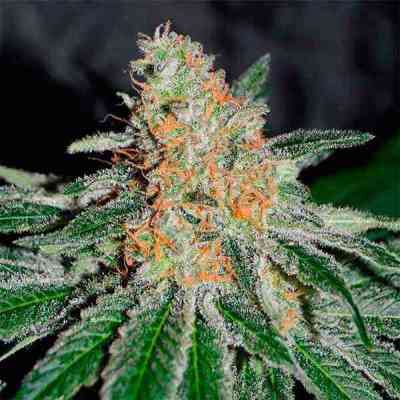 CBD Jam > Delicious Seeds | Feminisierte Hanfsamen  |  Hybrid