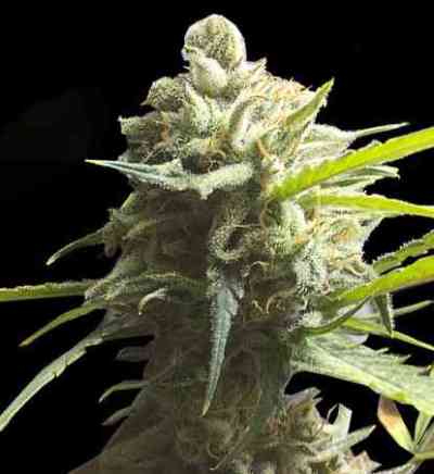 CBD Lemon Aid > Original Sensible Seeds | Feminized Marijuana   |  hybrid