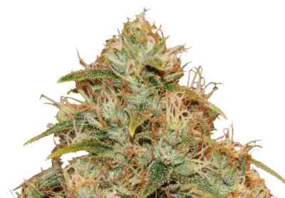 CBD Lemon Potion Auto graines > Barney´s Farm | Graines Autofloraison  |  Indica