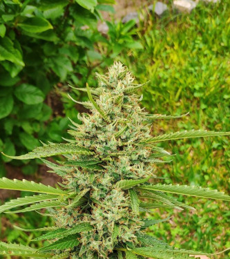 CBD Mazar > Dutch Passion | CBD cannabis seeds  |  Hybrid