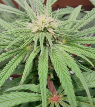 CBD Mazar > Dutch Passion | CBD cannabis seeds  |  Hybrid