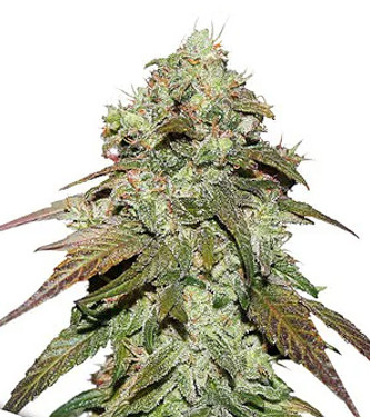 CBD Mazar > Dutch Passion | Medizinische Hanfsamen (CBD)  |  Hybrid