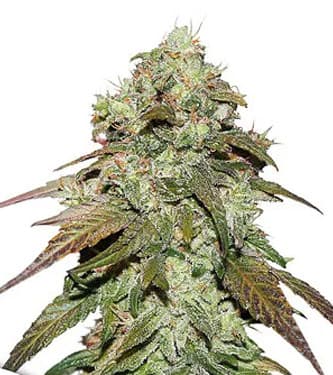 CBD Mazar > Dutch Passion | CBD cannabis seeds  |  Hybrid