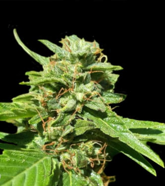 CBD Nepal Gold > Bulk Seed Bank | Feminized Marijuana   |  hybrid