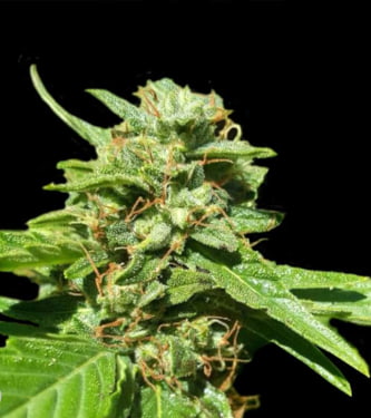 CBD Nepal Gold > Bulk Seed Bank | Graines Féminisées  |  Hybride