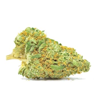 CBD Nepal Gold > Bulk Seed Bank | Feminized Marijuana   |  hybrid