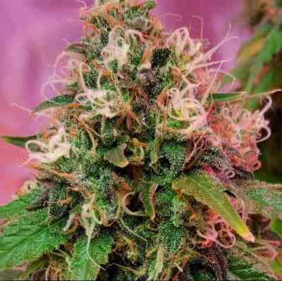 CBD OG Kush > CBD Crew | Feminized Marijuana   |  Indica