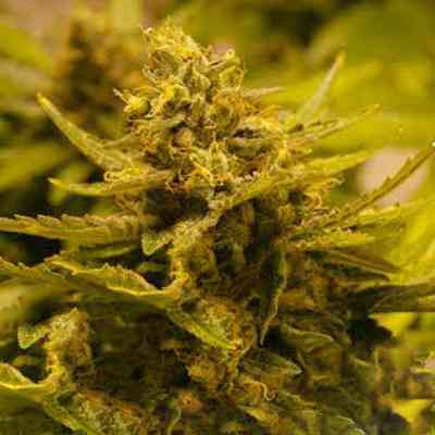CBD OG > The Cali Connection | Feminized Marijuana   |  Indica