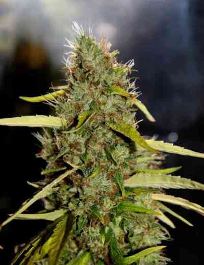 CBD PH > CBD Crew | Semillas Regulares  |  Sativa