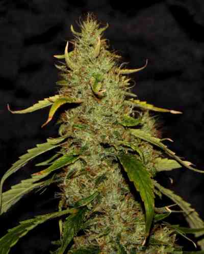 CBD PH > CBD Crew | Semillas Regulares  |  Sativa