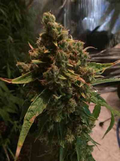 CBD PH > CBD Crew | Regular Marijuana   |  Sativa