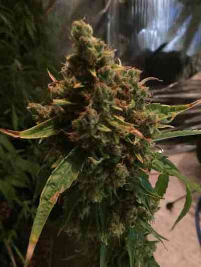 CBD PH > CBD Crew | Graines Normal  |  Sativa