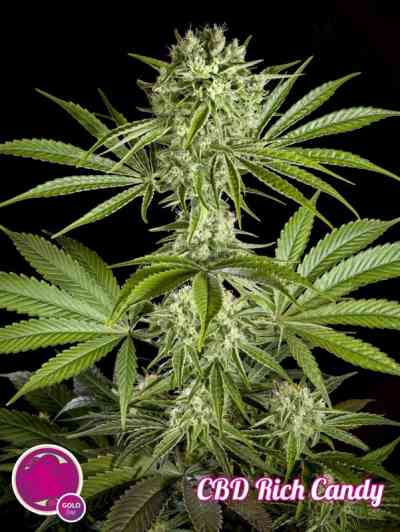 CBD Rich Candy > Philosopher Seeds | CBD Hanfsamen  |  Hybrid