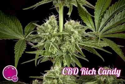 CBD Rich Candy > Philosopher Seeds | CBD Hanfsamen  |  Hybrid