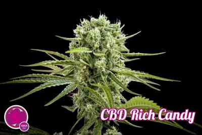 CBD Rich Candy > Philosopher Seeds | Graines CBD  |  Hybride