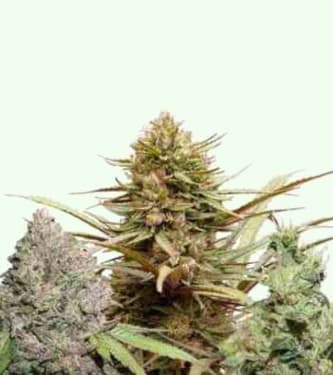 CBD Rich Feminized Mix > Dutch Passion | Semillas feminizadas  |  Híbrido